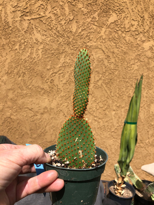 Opuntia microdasys Cinnamon 6.5"T #8B