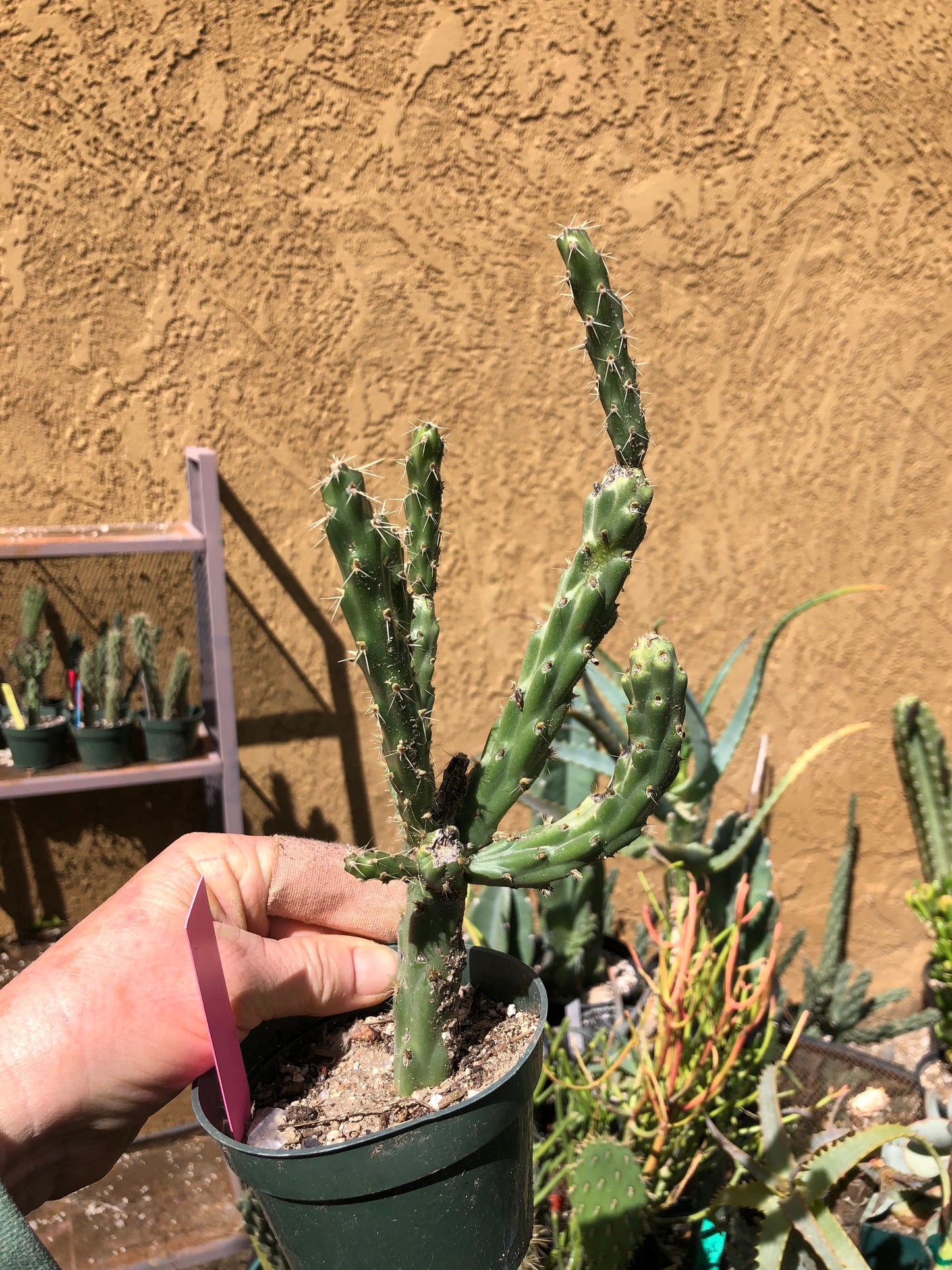 Cylindropuntia imbricata Buckhorn Cholla 10”Tall #4P