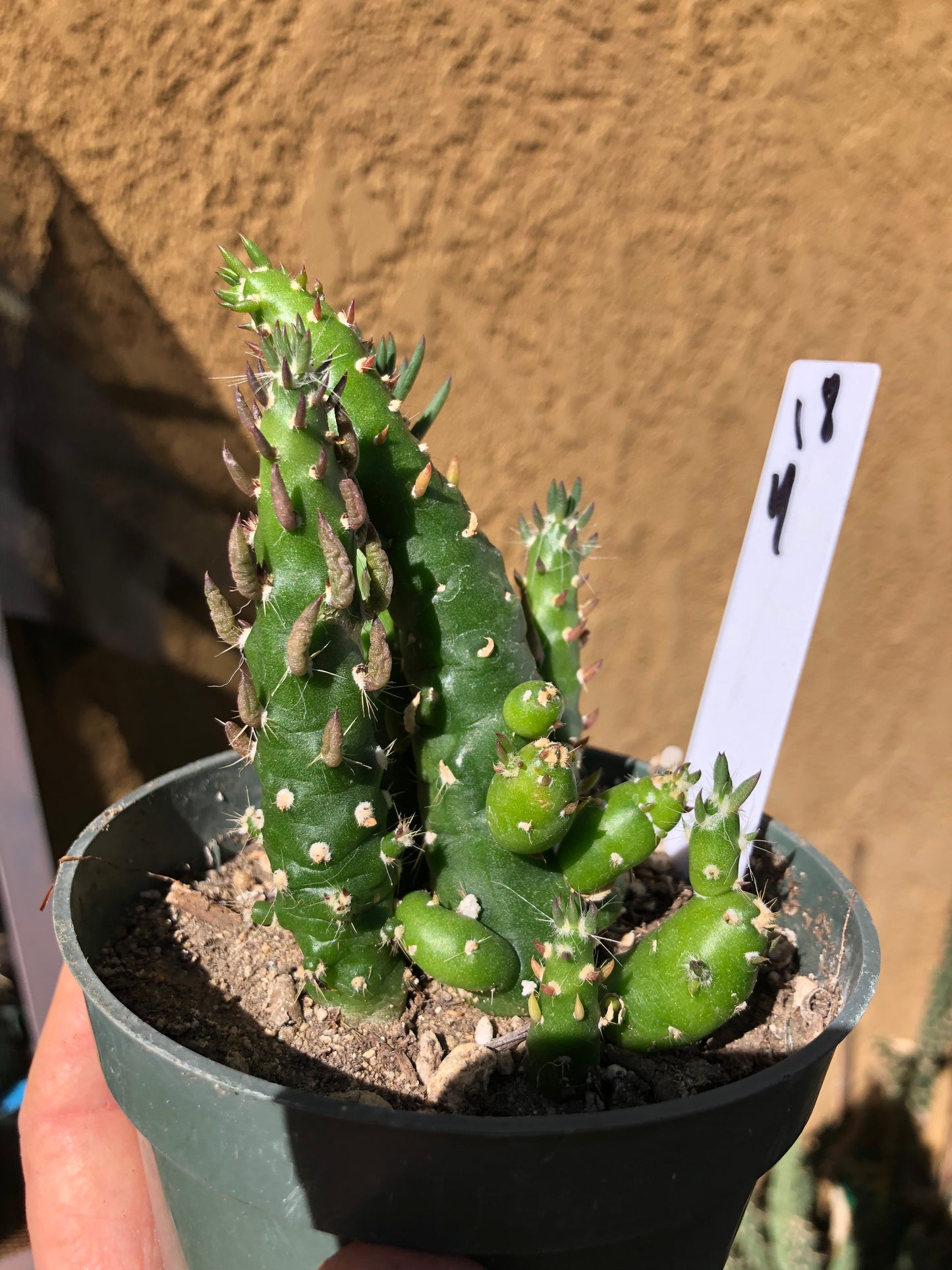Austrocylindropuntia Cactus Gumbi Mini Eve's Needle 4"T #18W