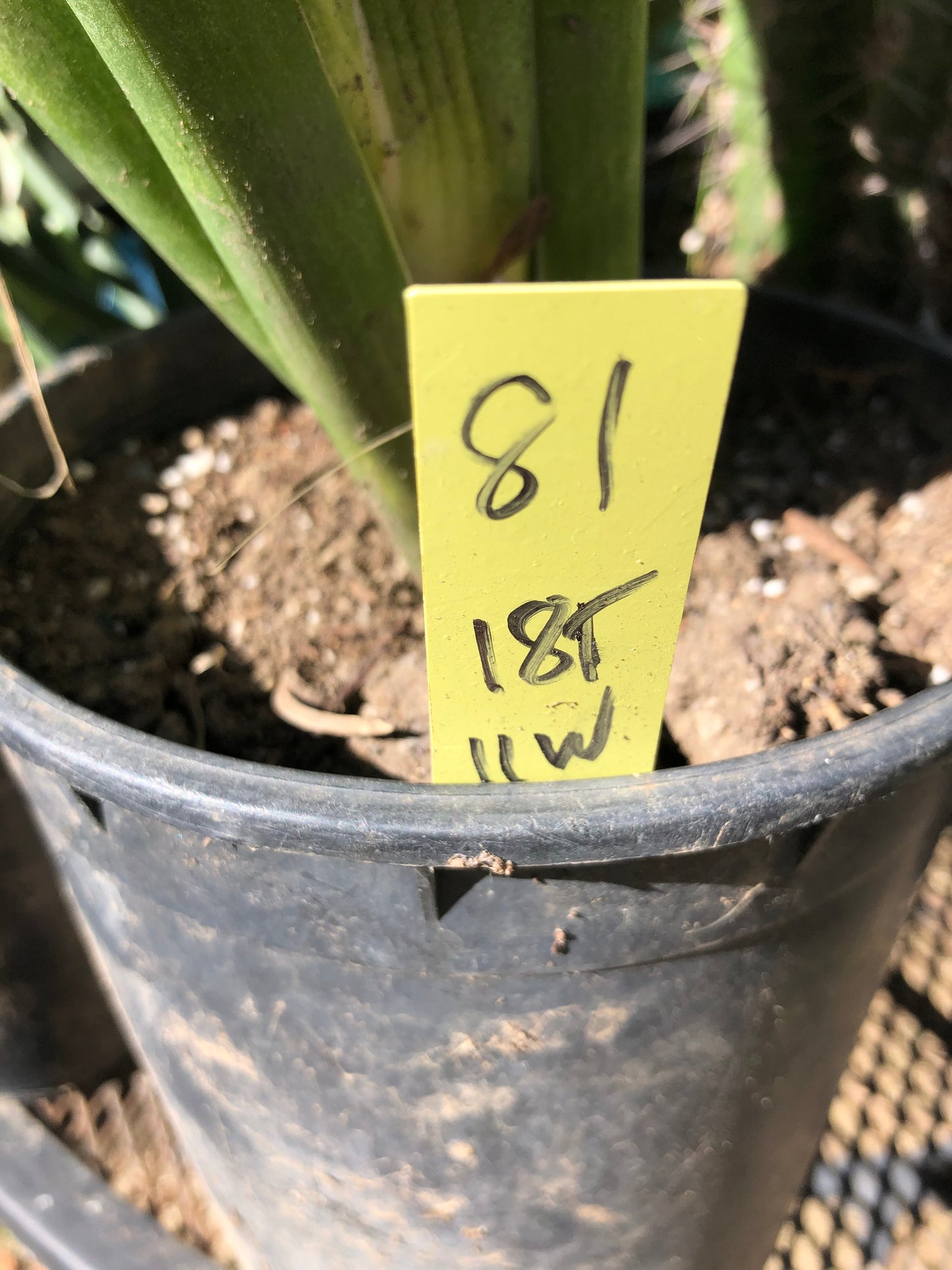 Sansevieria Fernwood Mikado Snake Plant 18”Tall 11” Wide #81Y