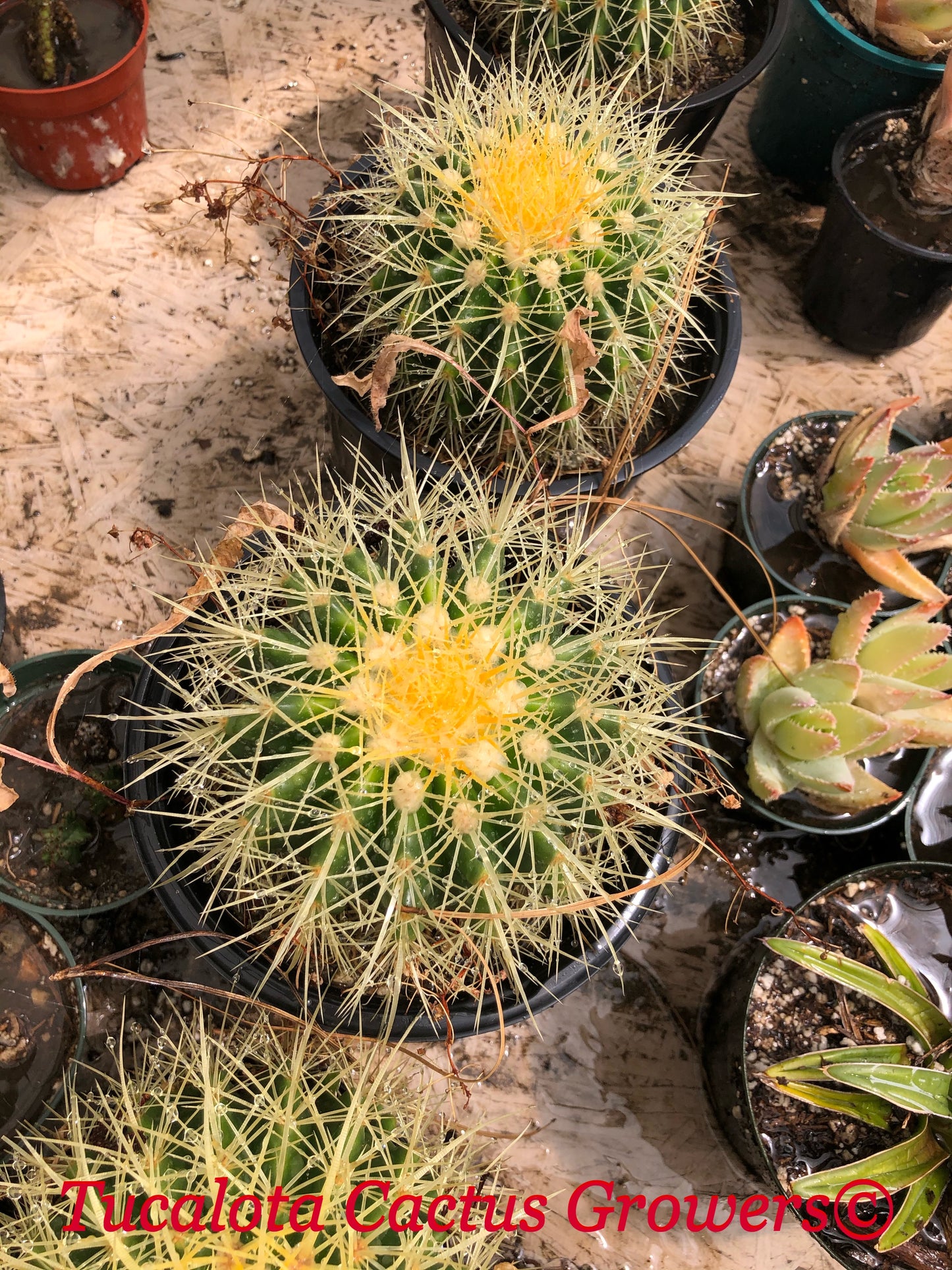 Echinocactus grusonii Golden Barrel 5"Wide