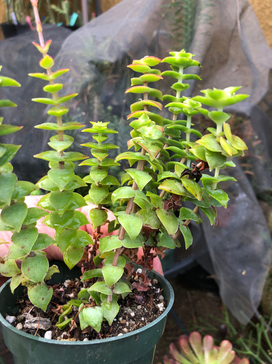 Crassula perforata Variegata String of Buttons 6"Tall #4R