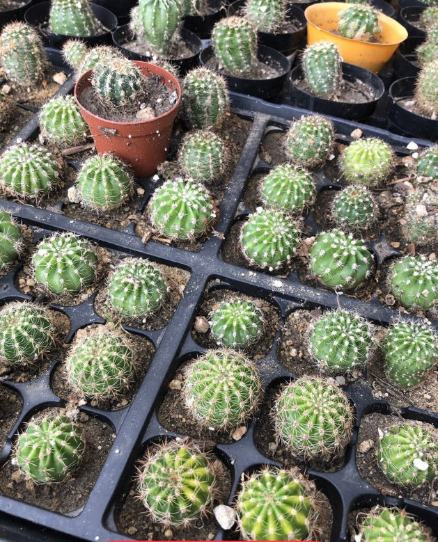Echinopsis oxygona Red Easter Lily 1" Rooted Pup