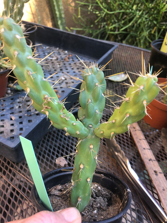 Cylindropuntia imbricata Buckhorn Cholla 5”Tall #5G