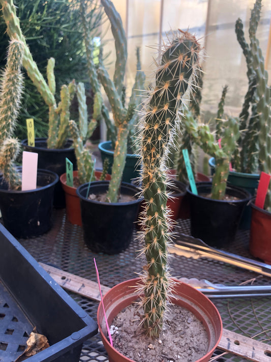 Cholla Cylindropuntia Buckhorn Cactus 9”Tall #2P