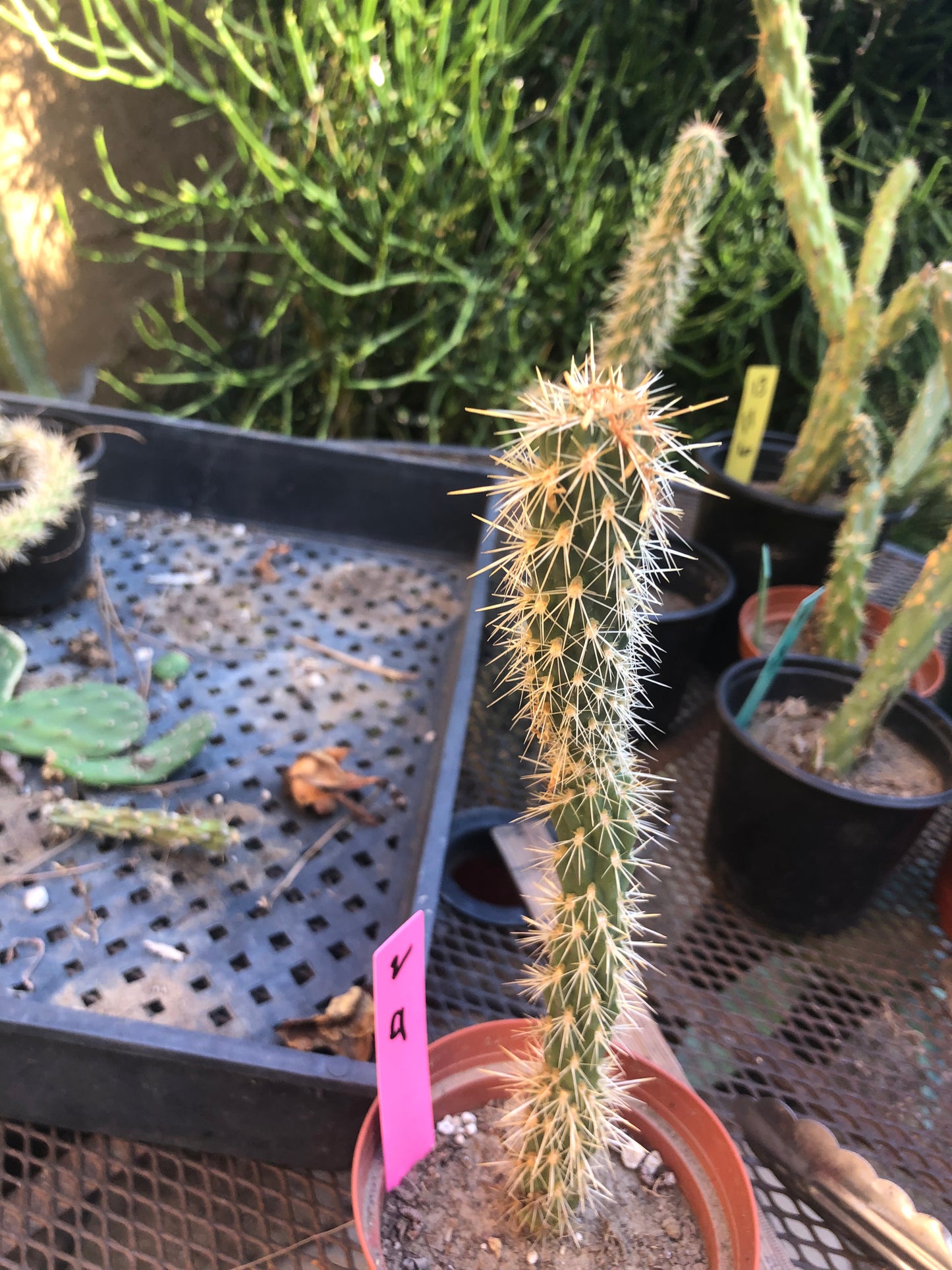 Cholla Cylindropuntia Buckhorn Cactus 9”Tall #2P