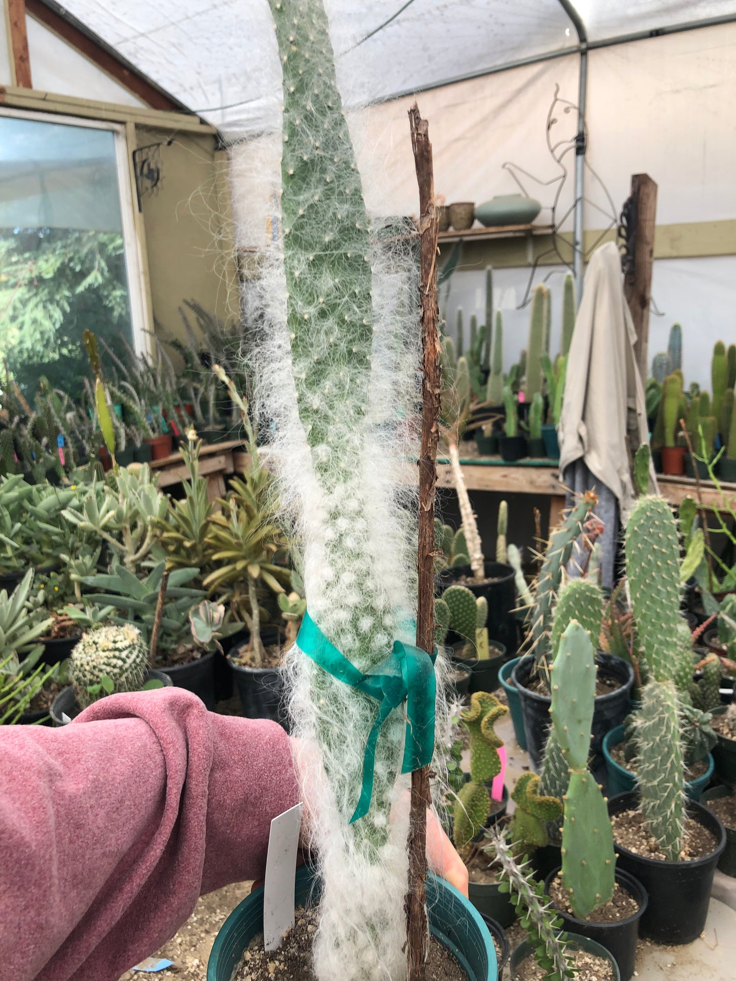 Opuntia erinacea ursine Snow Ponytail Cactus 19”Tall #19W