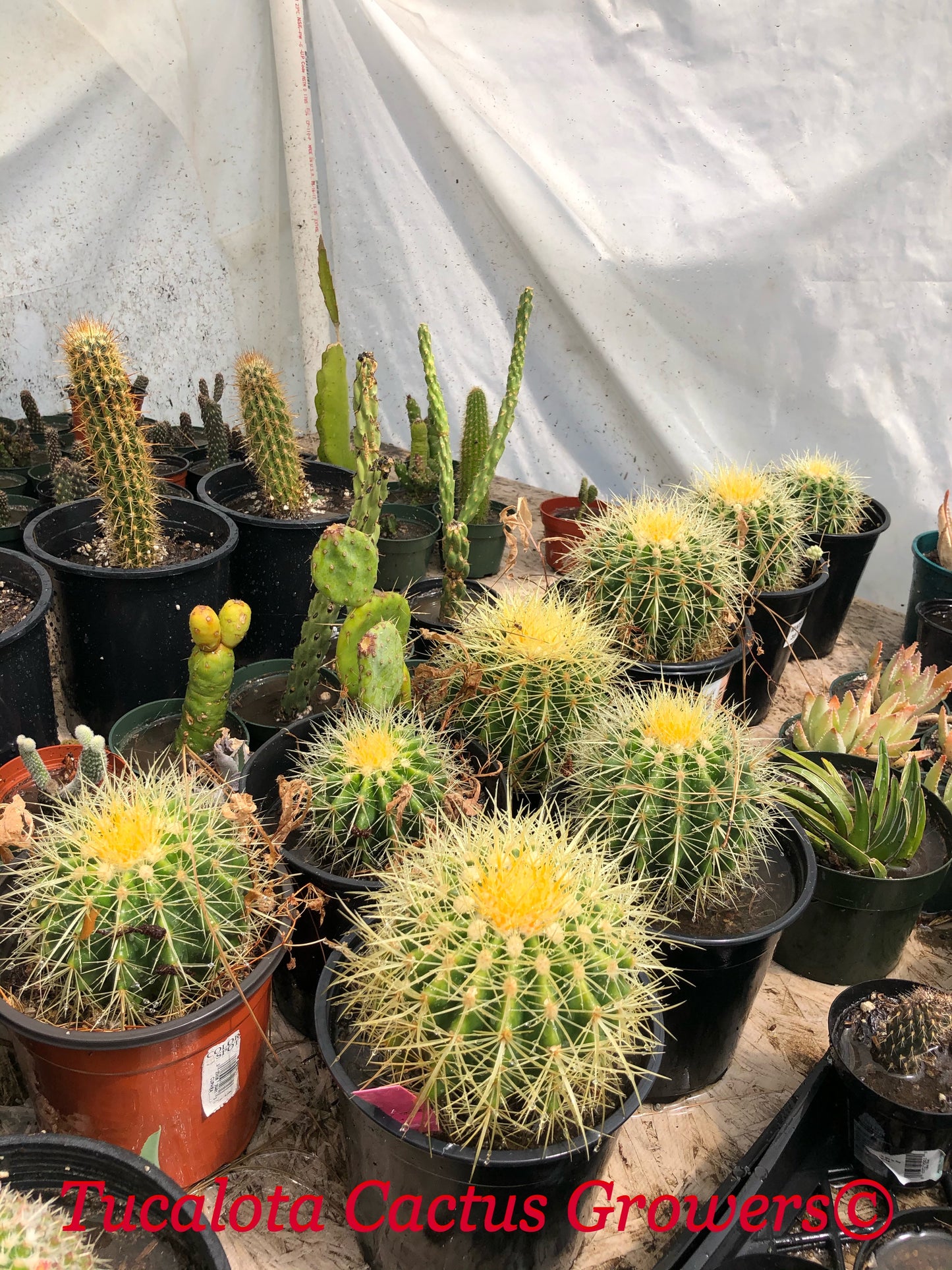 Echinocactus grusonii Golden Barrel 5"Wide