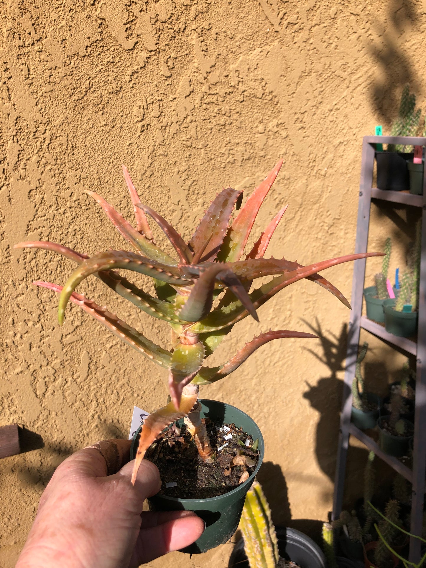 Aloe congolensis Congo Hybrid Succulent 6”Tall #5W