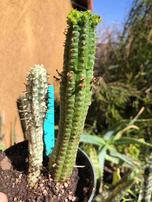 Euphorbia mammillarias  Corn Cob 6"Tall, 5”Tall #65G