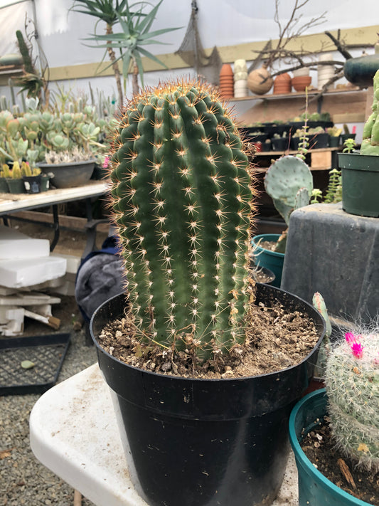 Trichocereus grandiflorus Torch 6" T 4.5"W #16Y