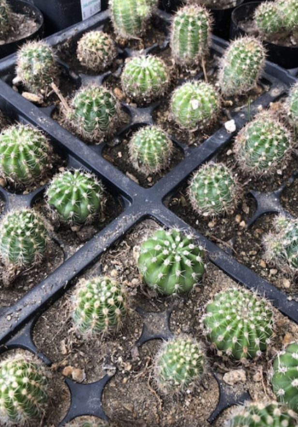 Echinopsis oxygona White Easter Lily 1" Rooted Pup