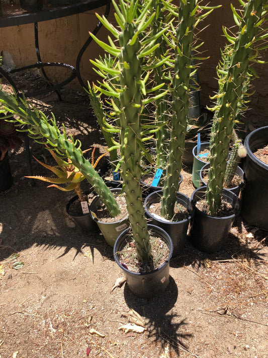 Austrocylindropuntia Full Size Eve's Needle 26"Tall #26P