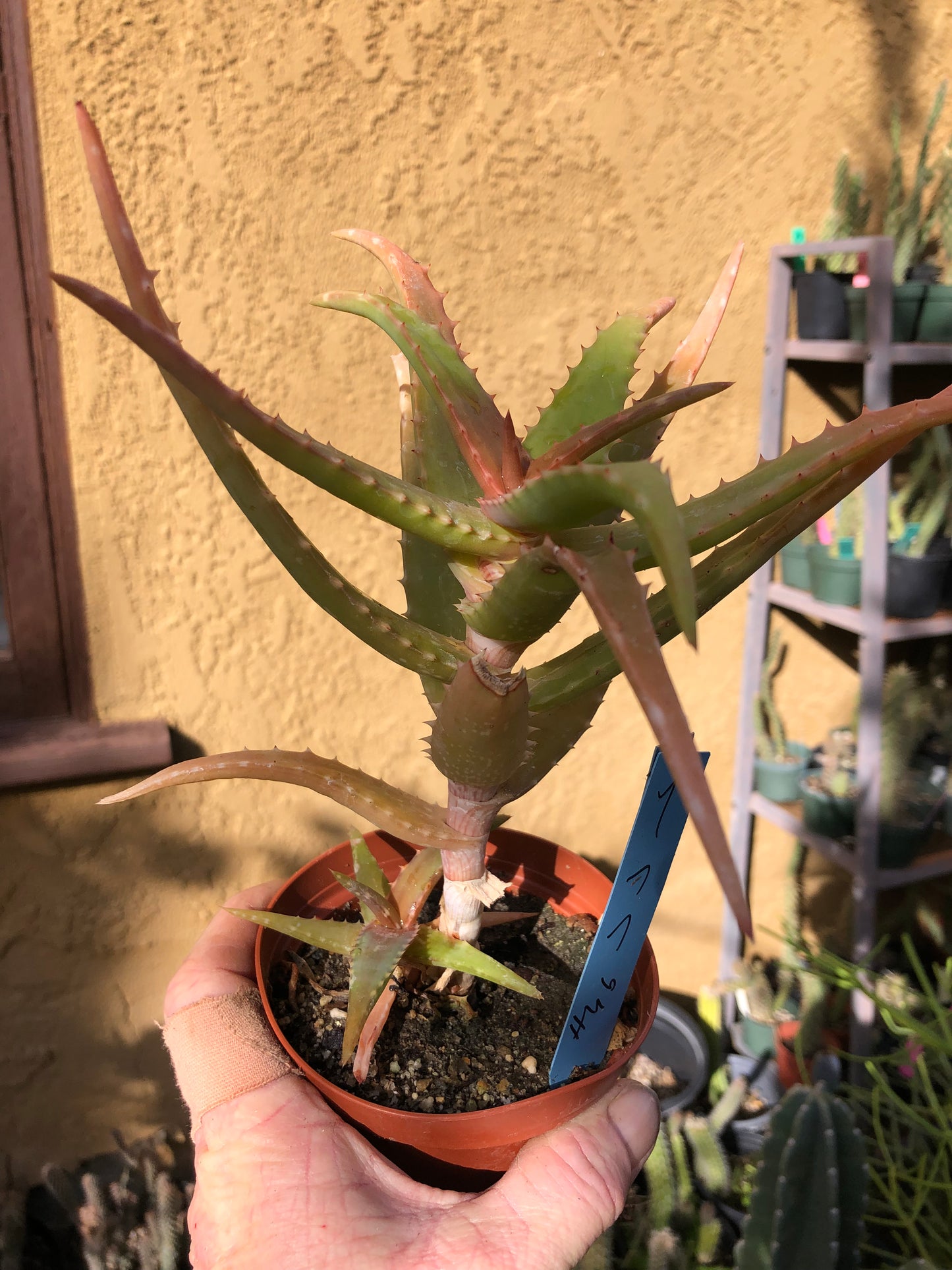 Aloe congolensis Congo Hybrid Succulent 7”Tall 7"Wide #7B