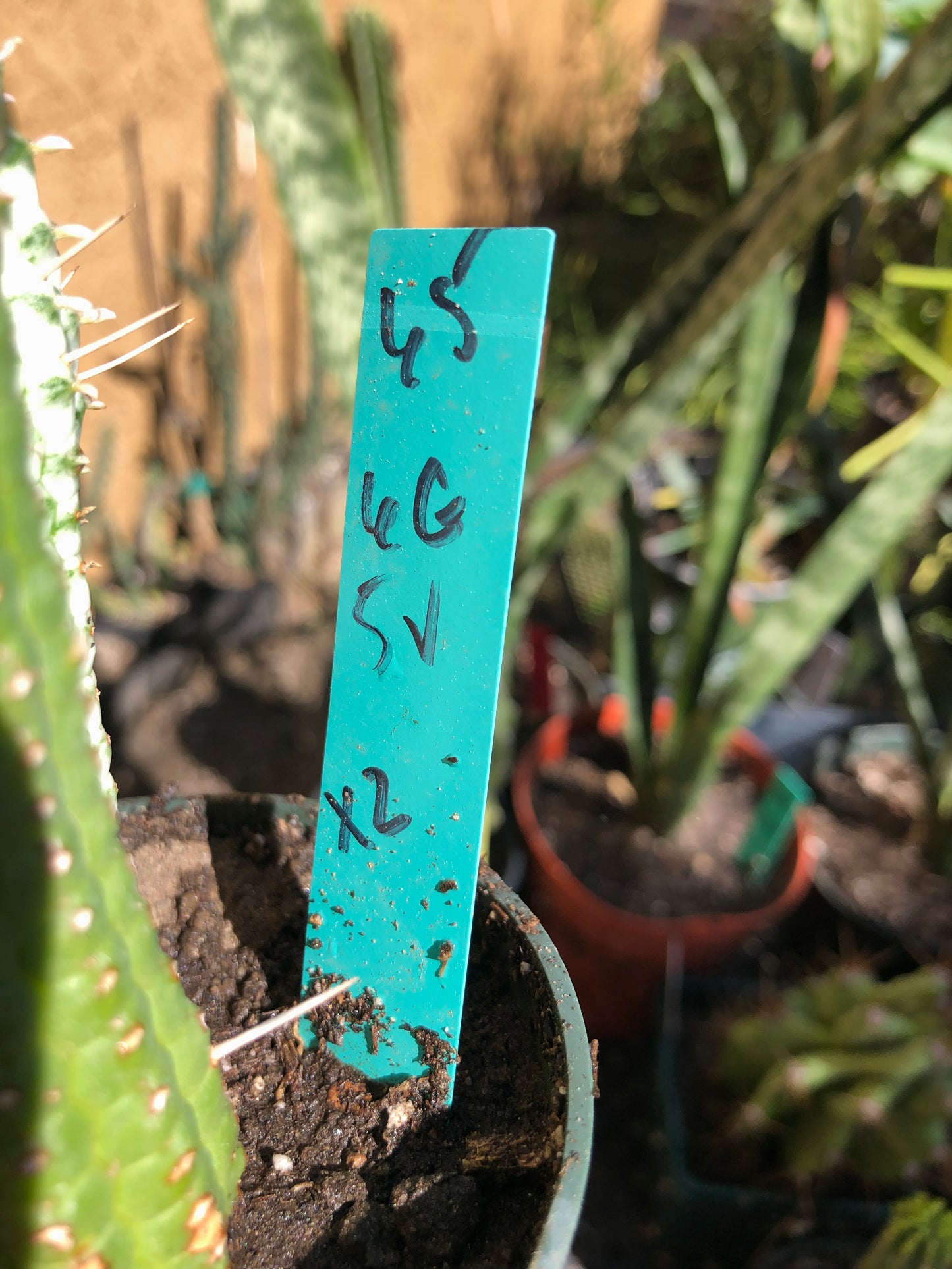 Euphorbia mammillarias  Corn Cob 6"Tall, 5”Tall #65G