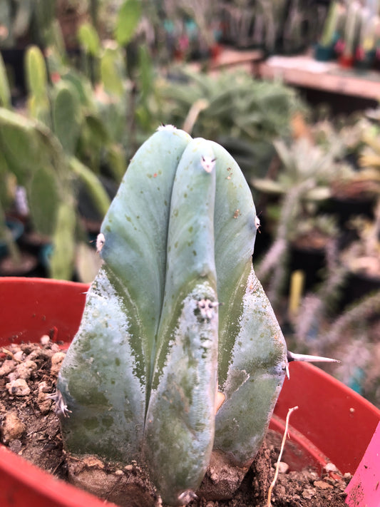 Myrtillocactus geometrizans Blue Myrtle Cactus 2.5”Tall #1P