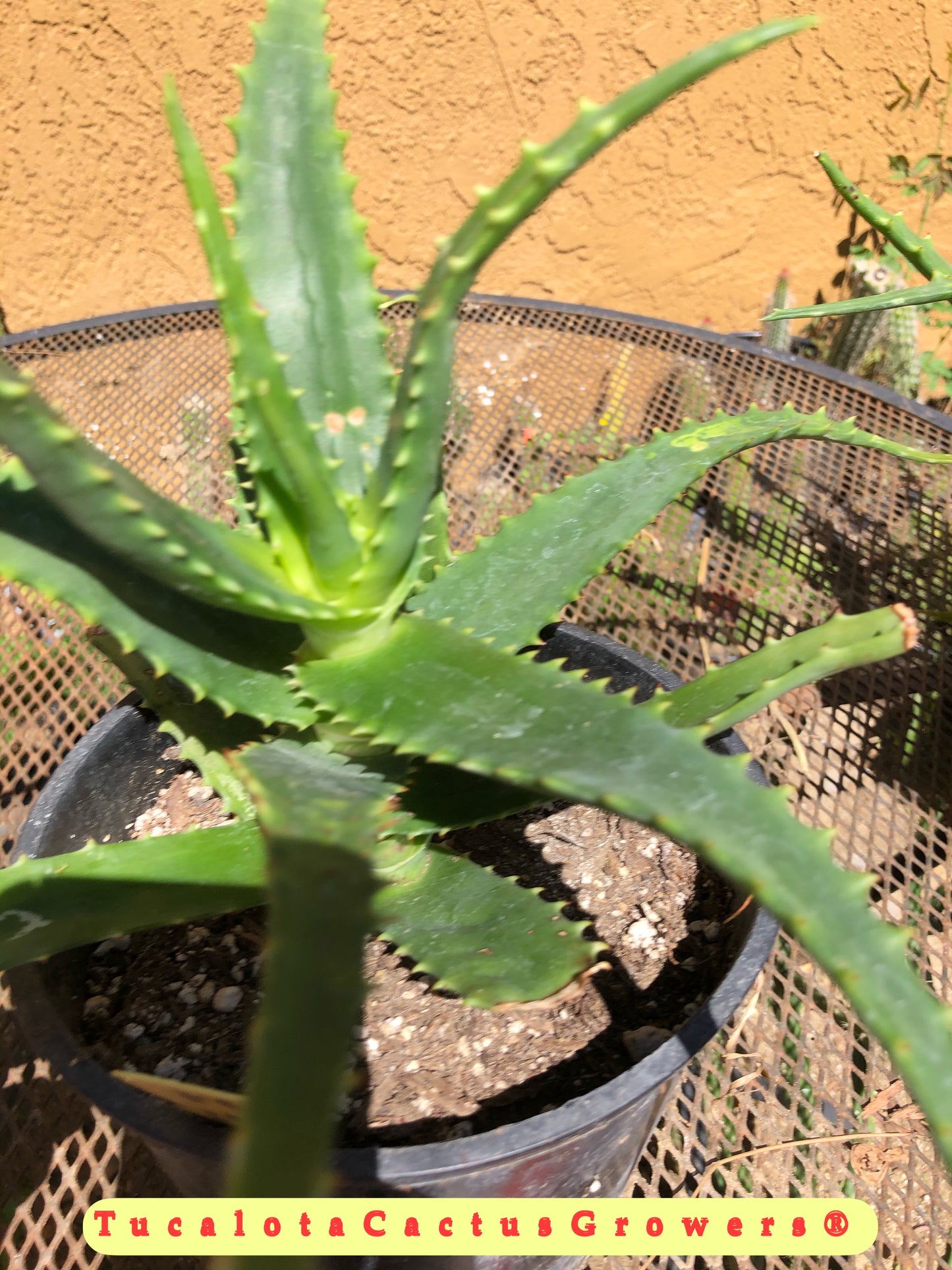 Aloe congolensis Congo Hybrid 8”T 11"W #14Y