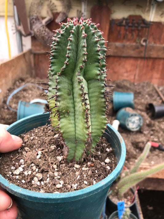 Euphorbia anoplia Green Tanzanian Zipper 5.5"Tall #80W