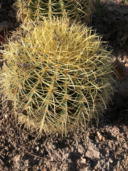 Echinocactus grusonii Golden Barrel 10"W