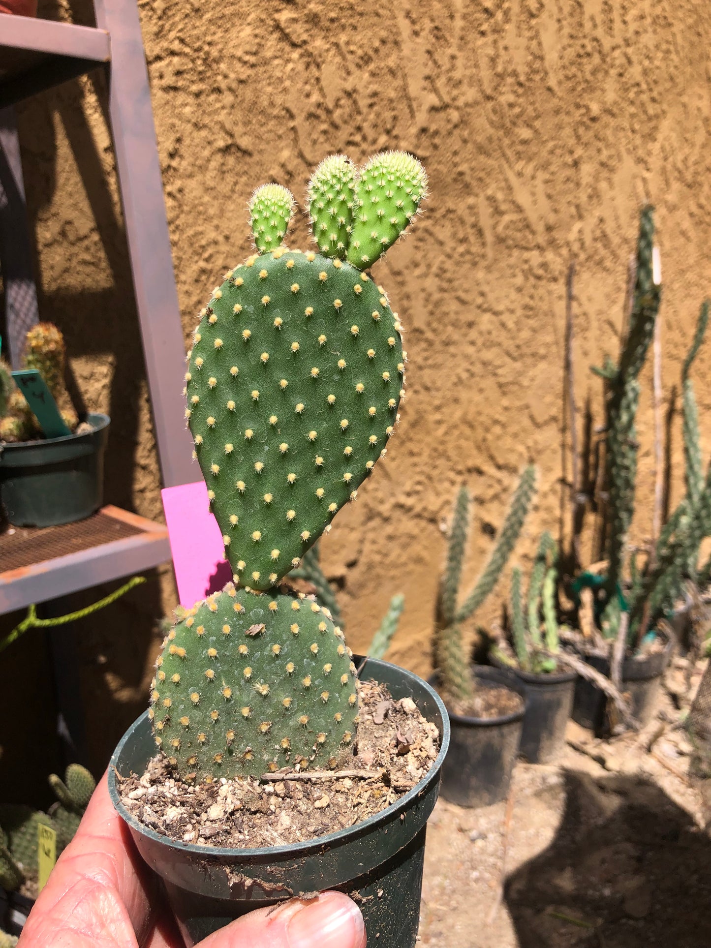 Opuntia microdasys Off White Bunny 7"Tall #133P