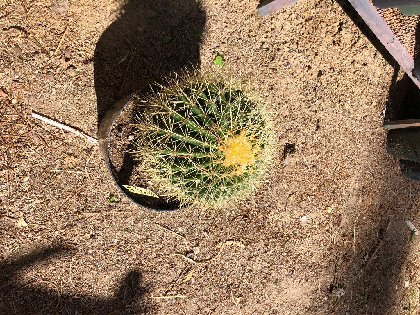 Echinocactus grusonii Golden Barrel 7"Wide #23Y