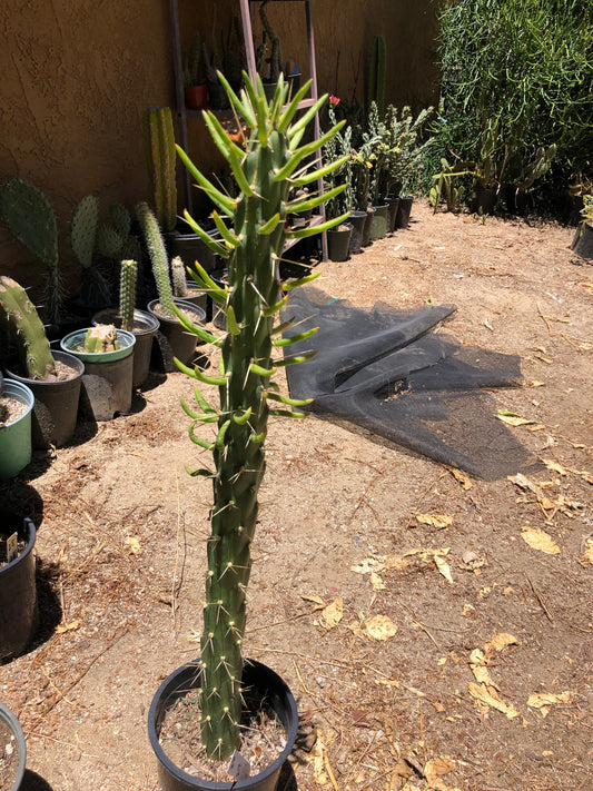 Austrocylindropuntia Full Size Eve's Needle 27”Tall #27W