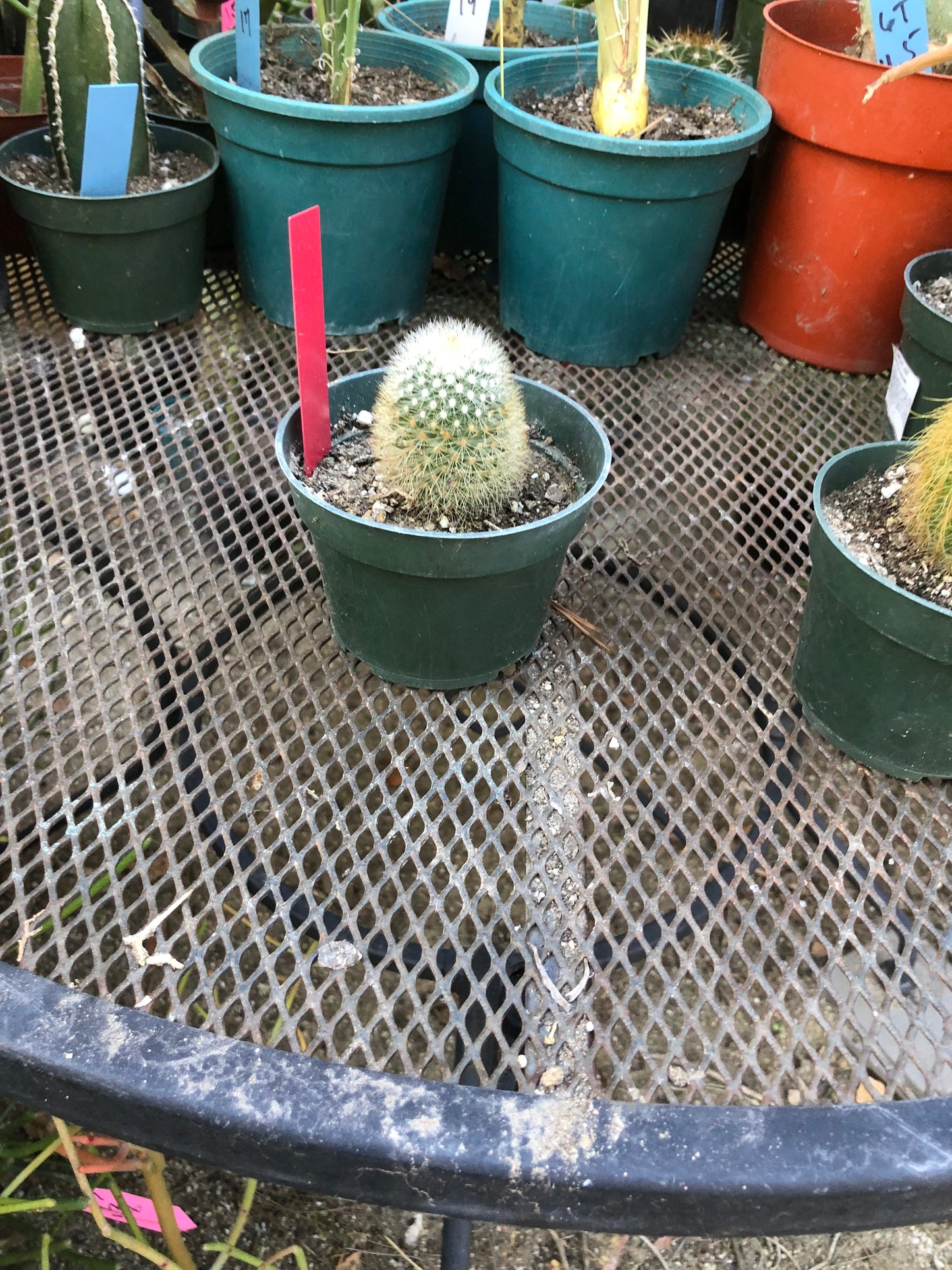 Notocactus Parodia scopa Silver Ball/Snowball Cactus 2" Tall #101R