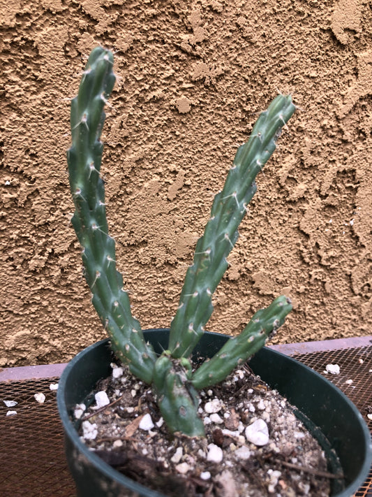 Cylindropuntia imbricata Buckhorn Cholla 5”Tall #60P