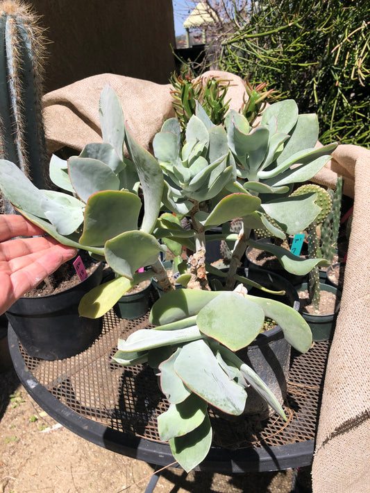 Cotyledon Silver Waves 16"Tall #160B