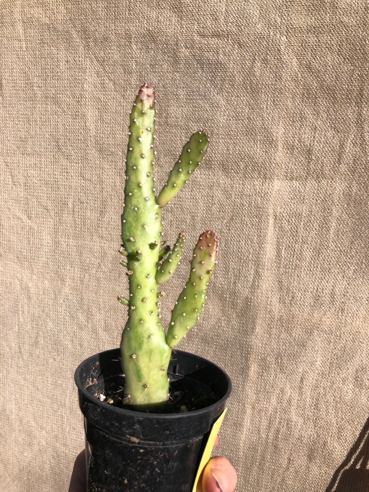 Opuntia monacantha "Joseph's Coat" Cactus 7"Tall 2"Wide #49Y