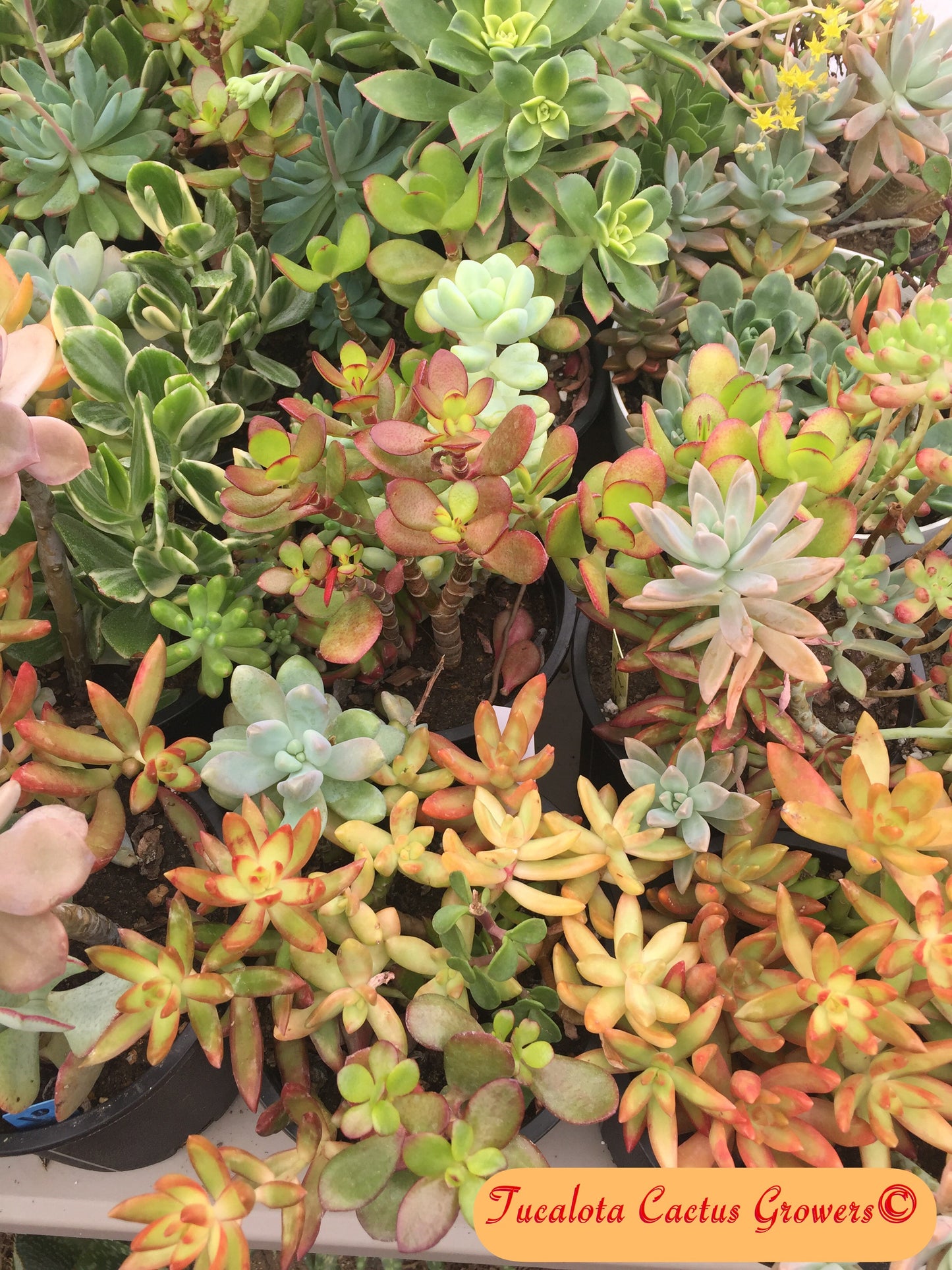 Assorted Succulent Clippings (30)  3"-5"T