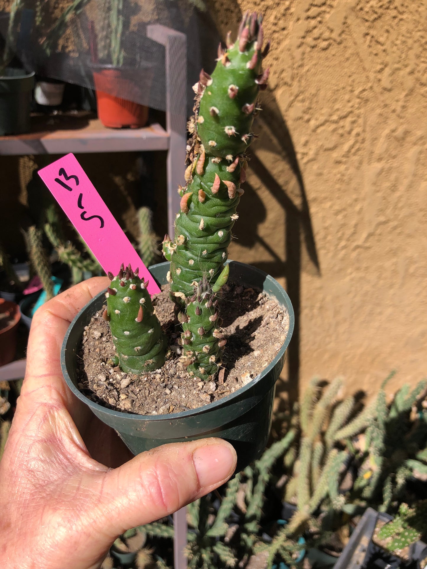 Austrocylindropuntia Cactus Gumbi Mini Eve's Needle 5"Tall #13P