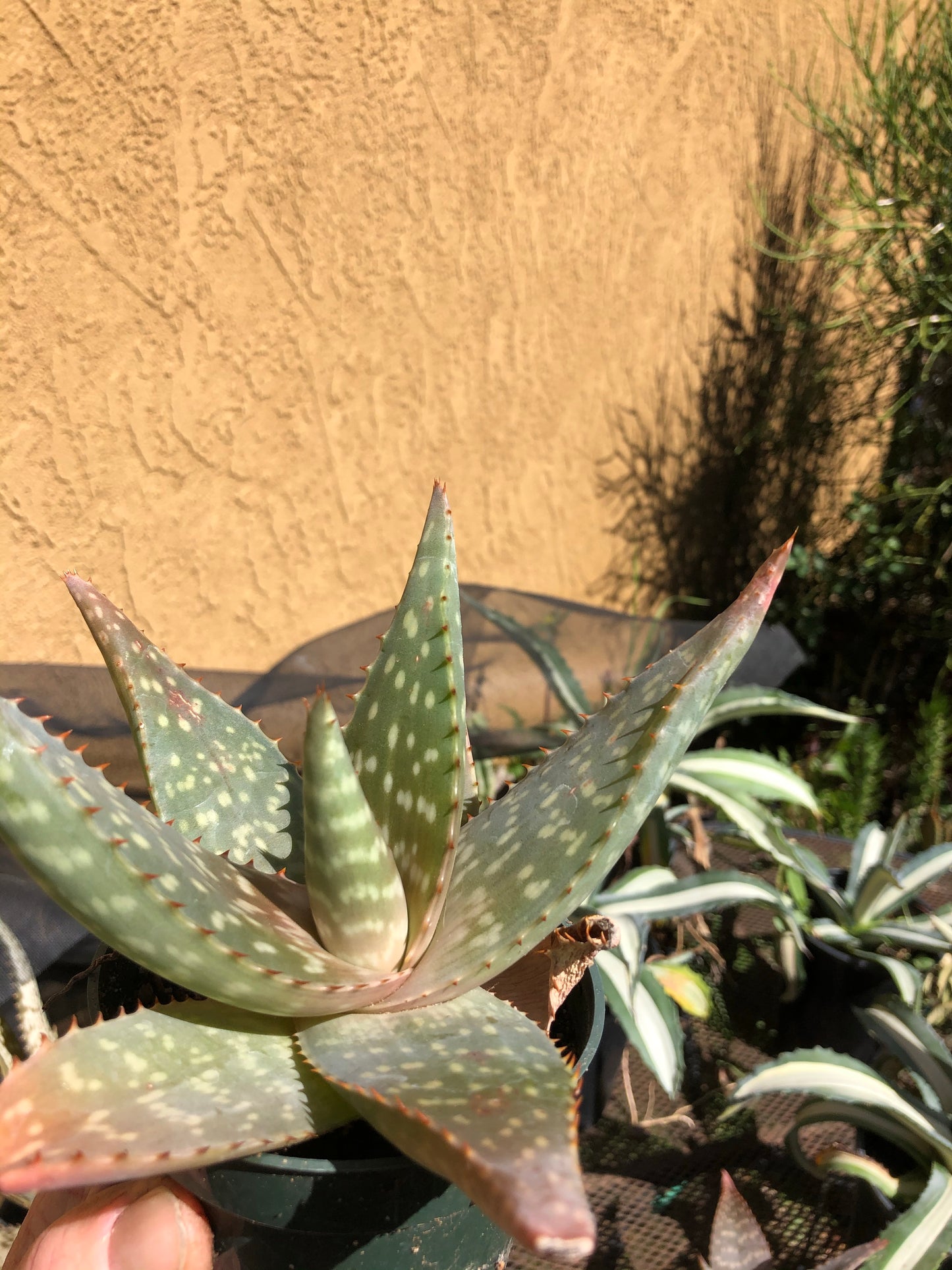 Aloe swynnertonii 7" Wide #2P