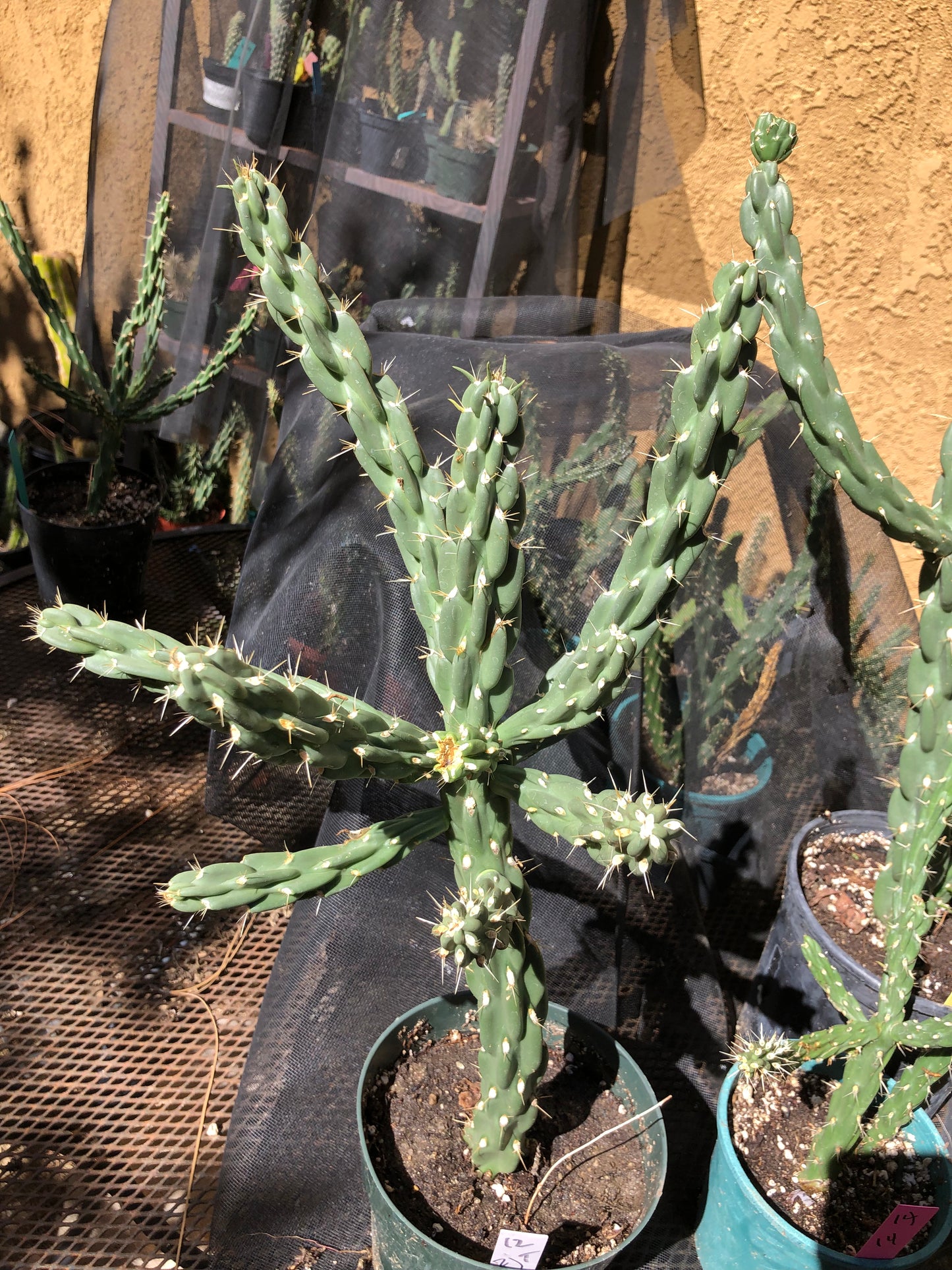 Cholla Cylindropuntia Imbricata  Buckhorn 14”Tall #14P