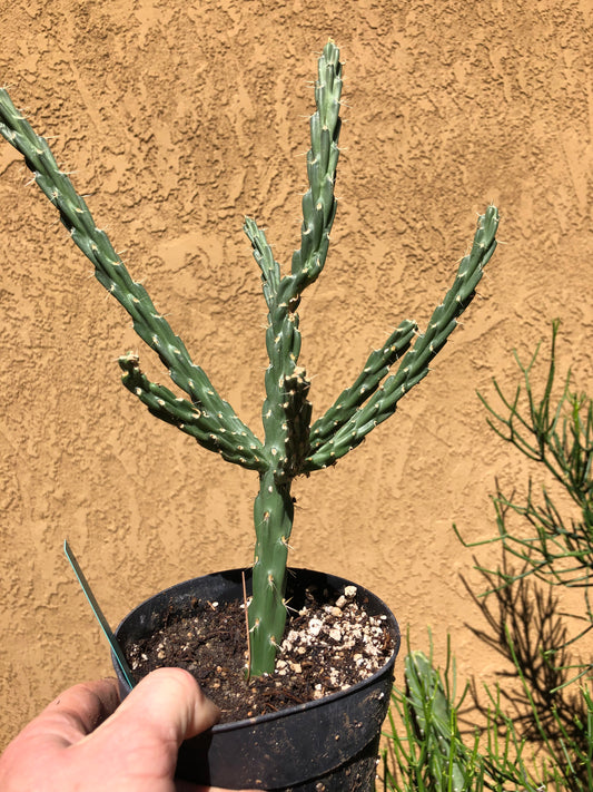 Cholla Cylindropuntia Imbricata  Buckhorn 13”Tall #13G