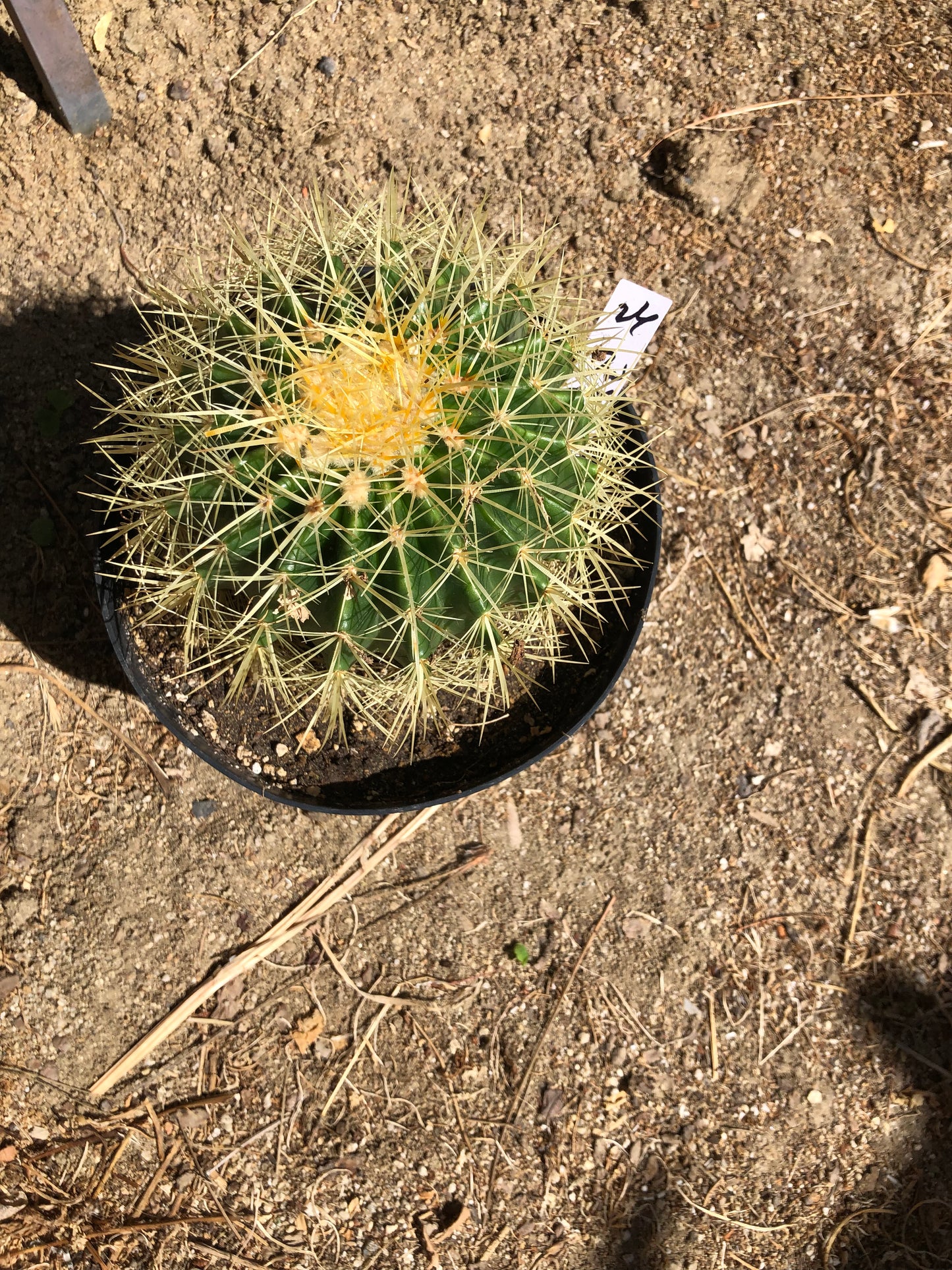 Echinocactus grusonii Golden Barrel 7"Wide #26W