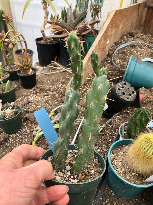 Cholla Cylindropuntia Imbricata Buckhorn 8"Tall #8B