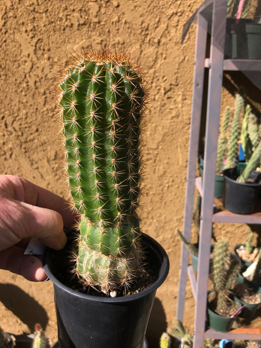 Trichocereus grandiflorus Torch Cactus 8" Tall #8W