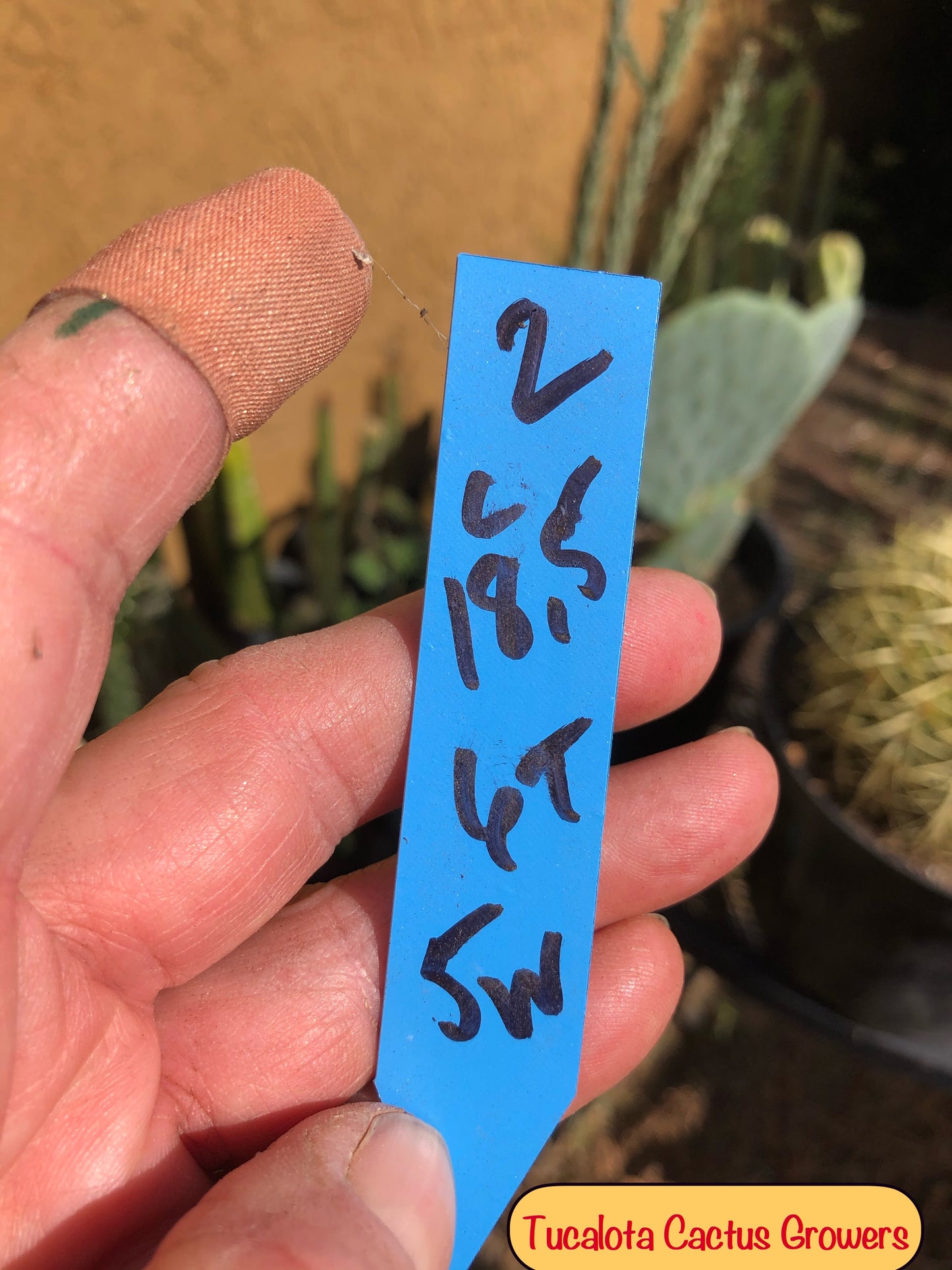 Echinocactus grusonii Golden Barrel 5"Wide #2B