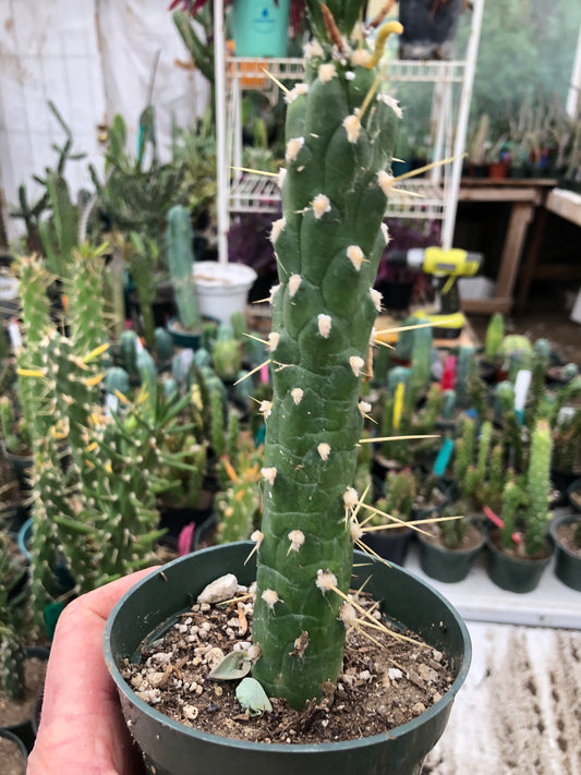 Austrocylindropuntia Full Size Eve's Needle 6"Tall #60P