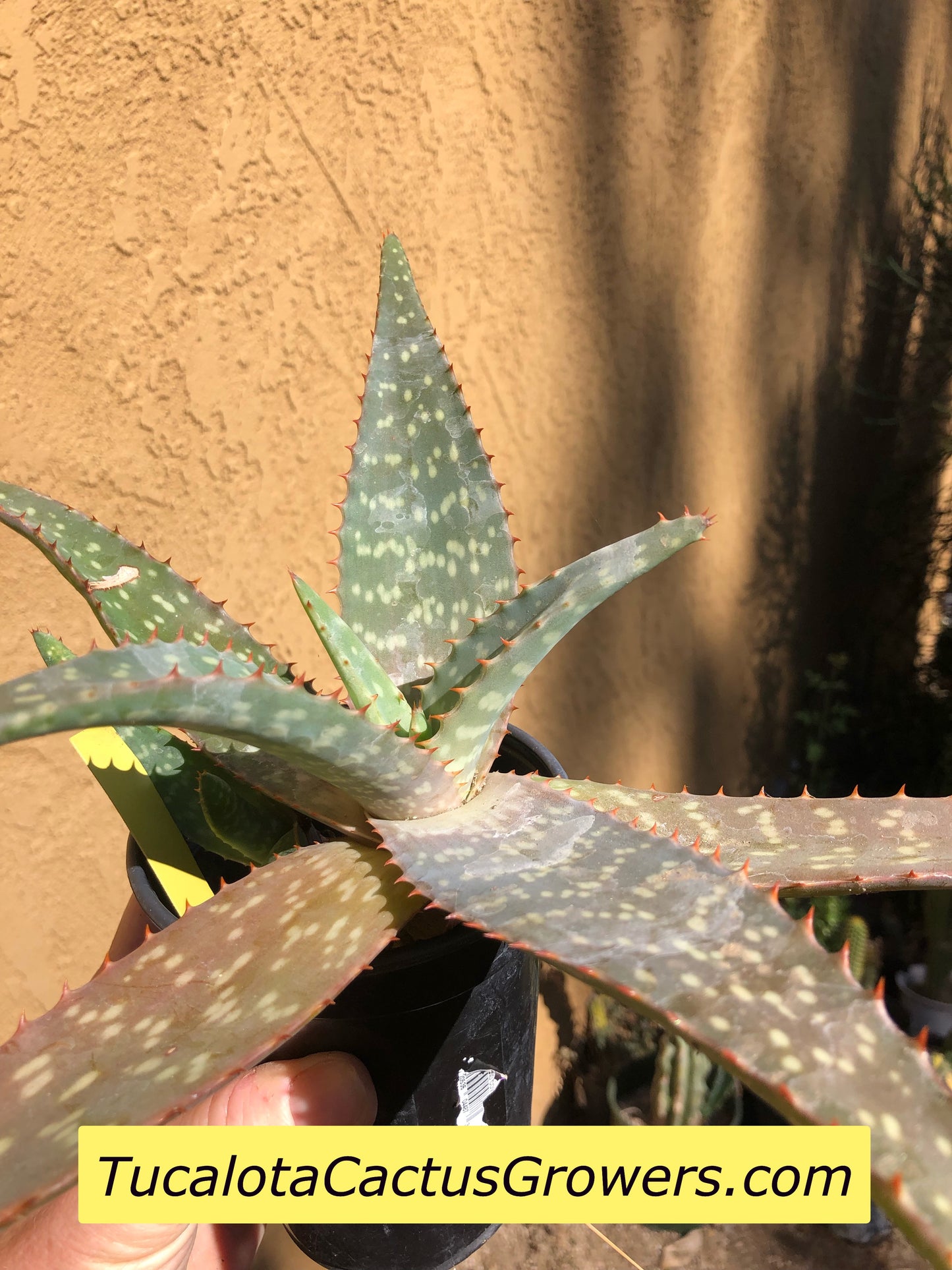 Aloe swynnertonii 13"Wide #1Y