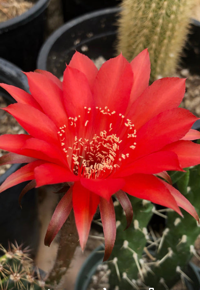 Echinopsis oxygona Red Easter Lily 1" Rooted Pup