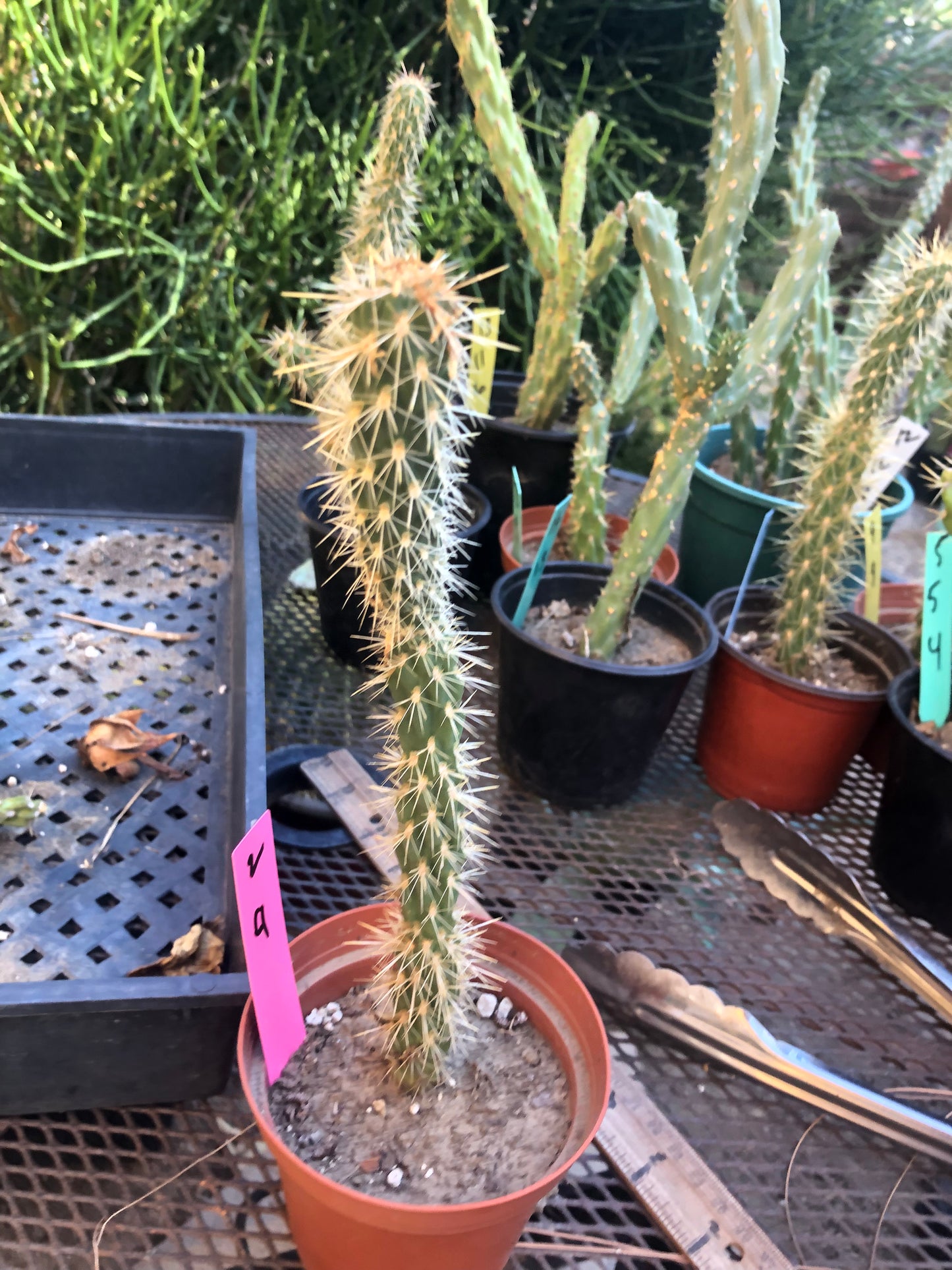 Cholla Cylindropuntia Buckhorn Cactus 9”Tall #2P