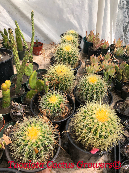 Echinocactus grusonii Golden Barrel 5"Wide