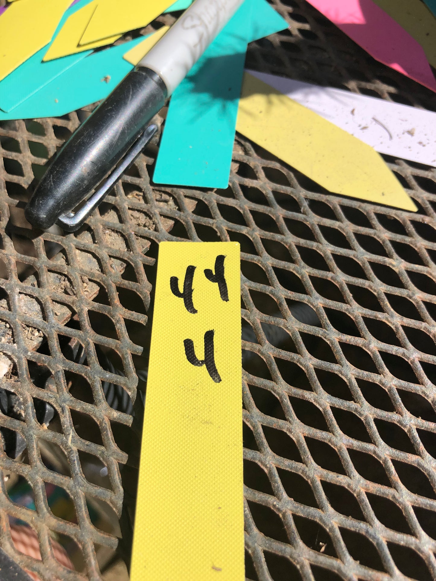Cylindropuntia imbricata Buckhorn Cholla 4”Tall #44Y