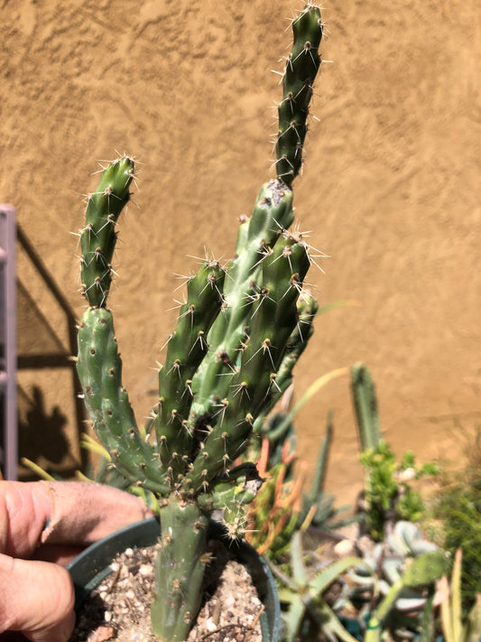 Cylindropuntia imbricata Buckhorn Cholla 10”Tall #4P