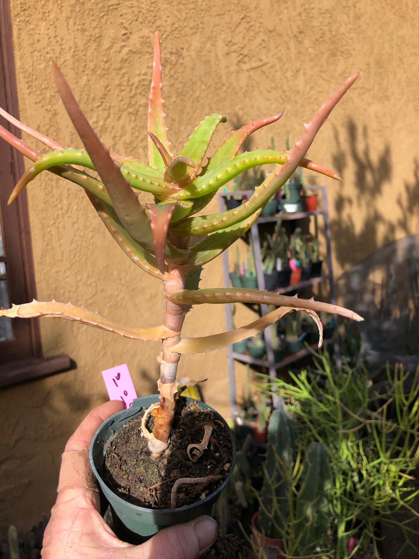 Aloe congolensis Congo Hybrid Succulent 10”Tall 7"Wide #10P